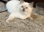 Blue point male - Ragdoll Kitten For Sale - Butler&comma; PA&comma; US