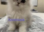 Diamond Dollz Anastasia - Persian Kitten For Sale - Goodyear&comma; AZ&comma; US
