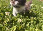 Trout - Minuet Kitten For Sale - Saginaw&comma; MI&comma; US