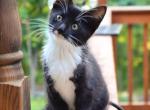 Mittens - Domestic Kitten For Sale - Winchester&comma; VA&comma; US