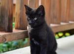 Oreo - Domestic Kitten For Sale - Winchester&comma; VA&comma; US