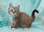 Astounding in AquaTICA Registered Cheribum Ragdoll - Ragdoll Kitten For Sale - PA&comma; US