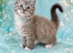 Astounding in AquaTICA Registered Cheribum Ragdoll - Ragdoll Kitten For Sale - 