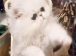 Bel Esprit - Persian Kitten For Sale - Golden&comma; CO&comma; US
