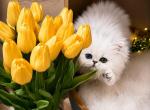 Bel Esprit - Persian Kitten For Sale - 