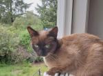 Strawberry - Snowshoe Cat For Sale - Ocean Shores&comma; WA&comma; US