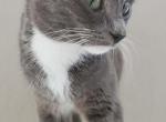Blueberry - Snowshoe Cat For Sale - Ocean Shores&comma; WA&comma; US