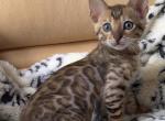 Bengal Kittens - Bengal Kitten For Sale - 