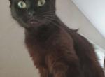 Yennifer - Snowshoe Cat For Sale - Ocean Shores&comma; WA&comma; US