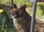 Remington - Snowshoe Cat For Sale - Ocean Shores&comma; WA&comma; US