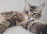 Falkor - Ragdoll Kitten For Sale - Ocean Shores&comma; WA&comma; US