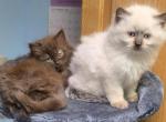 Persian Ragdoll - Ragdoll Kitten For Sale - Newton Falls&comma; OH&comma; US