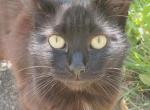 Deanie Baby - Ragdoll Kitten For Sale - Ocean Shores&comma; WA&comma; US