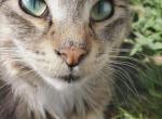 Flannigan - Ragdoll Cat For Sale - Ocean Shores&comma; WA&comma; US