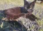 Tommy - Snowshoe Kitten For Sale - Ocean Shores&comma; WA&comma; US