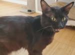 T'Challa - Ragdoll Cat For Sale - Ocean Shores&comma; WA&comma; US