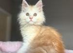 MaineCoon Goldie - Maine Coon Kitten For Sale - VT&comma; US