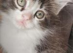 Ragdoll Snowshoe mix - Snowshoe Kitten For Sale - 
