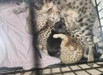 Cali Savannahs - Savannah Kitten For Sale - Concord&comma; CA&comma; US