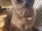 Bartholomew - Ragdoll Kitten For Sale - Ocean Shores&comma; WA&comma; US