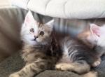 MaineCoon Layla - Maine Coon Kitten For Sale - VT&comma; US