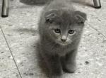 Sofia Scottish Fold X Seal point Siamese - Scottish Fold Kitten For Sale - 
