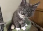 Gilbert - Maine Coon Kitten For Sale - 