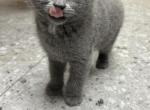 Bruce a regal Scottish fold x Seal point Siamese - Scottish Fold Kitten For Sale - 