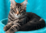 Boy V37 - Maine Coon Kitten For Sale - 