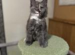 Giselle - Maine Coon Kitten For Sale - 