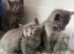 Rue - Russian Blue Kitten For Sale - Riverside&comma; CA&comma; US