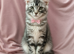 Girl V40 - Maine Coon Kitten For Sale - Virginia Bch&comma; VA&comma; US