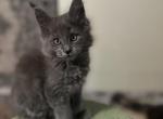 Glimmer - Maine Coon Kitten For Sale - Winfield&comma; IL&comma; US