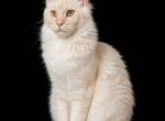 Male V65 - Maine Coon Kitten For Sale - 