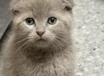Tilda Scottish fold X Seal point Siamese - Scottish Fold Kitten For Sale - Arlington&comma; MN&comma; US
