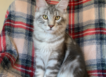 Boy V45 - Maine Coon Kitten For Sale - 