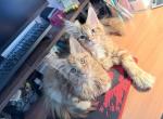 Milana - Maine Coon Kitten For Sale - Winfield&comma; IL&comma; US