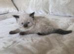 lily - Ragdoll Kitten For Sale - 