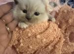 Purebred Female blue point ragdoll kitten - Ragdoll Kitten For Sale - Beavercreek&comma; OH&comma; US