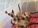 SIAMESE - Siamese Kitten For Sale - San Diego&comma; CA&comma; US