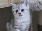 Flynn - Scottish Straight Kitten For Sale - 