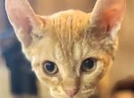 Nika  Dwelf - Devon Rex Kitten For Sale - Johnson City&comma; TN&comma; US
