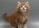 Maine Coon Kittens - Maine Coon Kitten For Sale - 