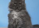 Maine Coon Kittens - Maine Coon Kitten For Sale - 