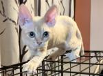 Puppet - Devon Rex Kitten For Sale - 