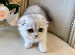 Scottish Fold Silver Chinchilla Female - Scottish Fold Kitten For Sale - Orlando&comma; FL&comma; US
