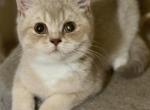 Sashimi - British Shorthair Kitten For Sale - Vacaville&comma; CA&comma; US