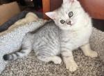 Pimka - Scottish Straight Kitten For Sale - 