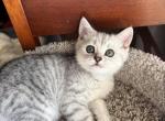 Pimka - Scottish Straight Kitten For Sale - Philadelphia&comma; PA&comma; US