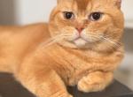 Marmalade - British Shorthair Kitten For Sale - Vacaville&comma; CA&comma; US